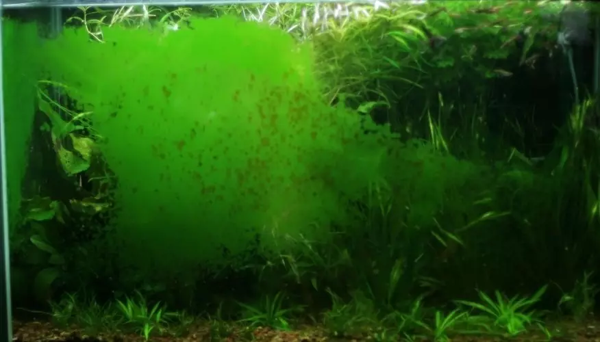 Algas verdes en el acuario (21 fotos): ¿Cómo lidiar con una redada en las paredes y en las piedras? ¿Cómo limpiar el vidrio? 22150_3