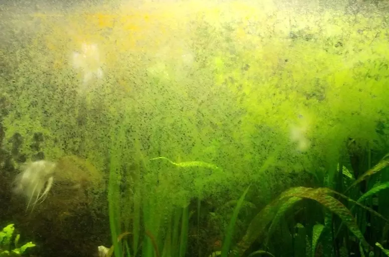 Aquariumeko alga berdeak (21 argazki): Nola aurre egin hormetan eta harrietan? Nola garbitu edalontzia? 22150_4