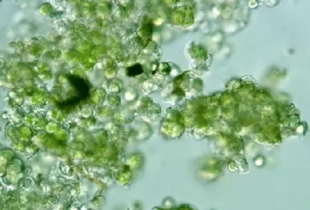 Green algae a cikin akwatin kifaye (Hoto 21): yadda za a yi yaƙi da ganuwar da kan duwatsu? Yadda za a tsabtace gilashin? 22150_5