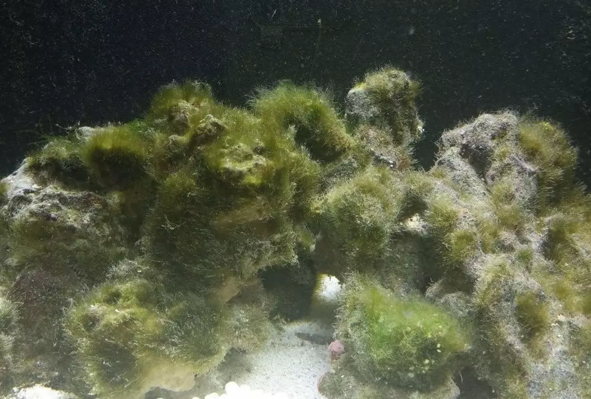 Algas verdes no acuario (21 fotos): Como tratar cun ataque nas paredes e nas pedras? Como limpar o vaso? 22150_6