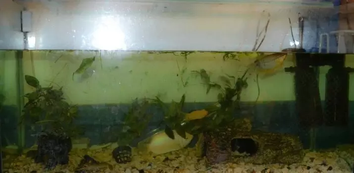 Зелені водорості в акваріумі (21 фото): як боротися з нальотом на стінках і на каменях? Як почистити скло? 22150_7