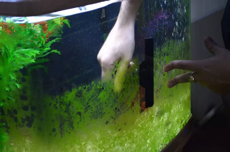 Algas verdes no acuario (21 fotos): Como tratar cun ataque nas paredes e nas pedras? Como limpar o vaso? 22150_8