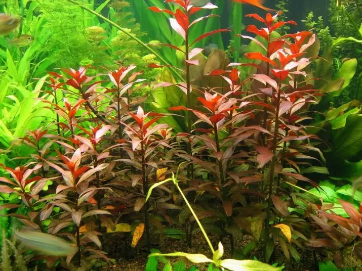 Akuarium tumbuhan ludwigia (22 gambar): Kandungan di akuarium dan penjagaan, jenis Ludwigi menjalar 