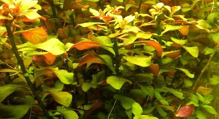 Akwarium plant Ludwigia (22 foto's): Inhoud in akwarium en sorg, tipes Ludwigi kruip 