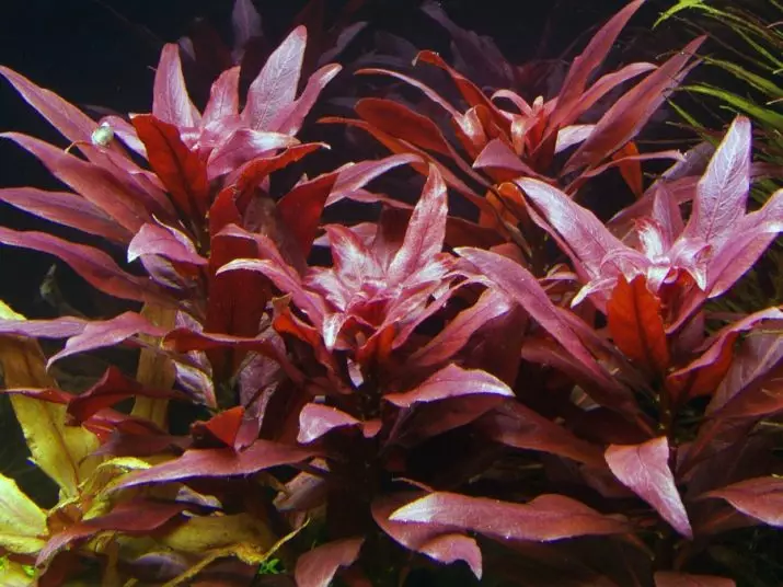 Aquarium Plant Ludwigia (22 fotos): Continguts en aquari i cura, tipus Ludwigi arrossegant 