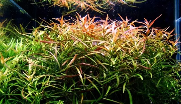 Aquarium Plant Ludwigia (22 fotoj): Enhavo en akvario kaj zorgo, tipoj Ludwigi rampanta 