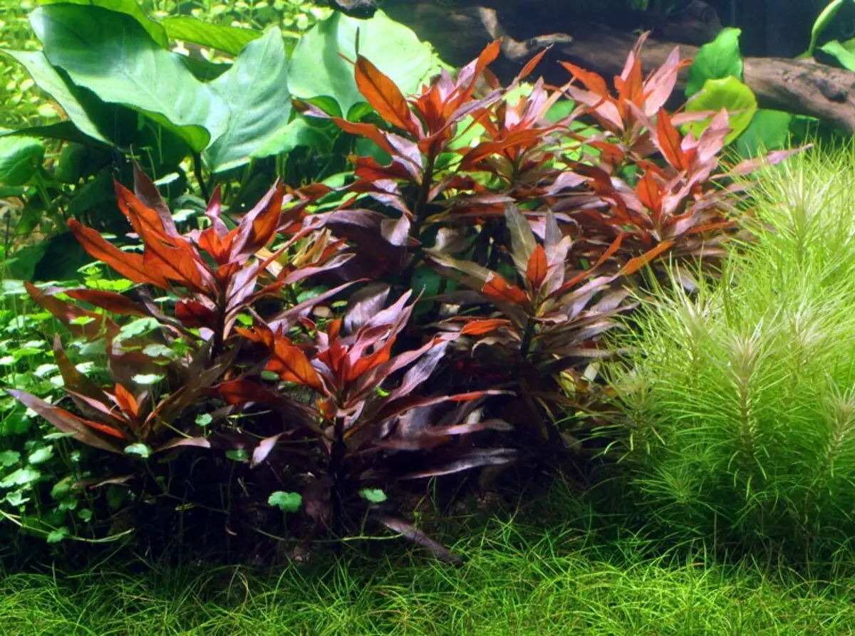 Planta de Aquário Ludwigia (22 fotos): Conteúdo em aquário e cuidado, tipos ludwigi rastejando 