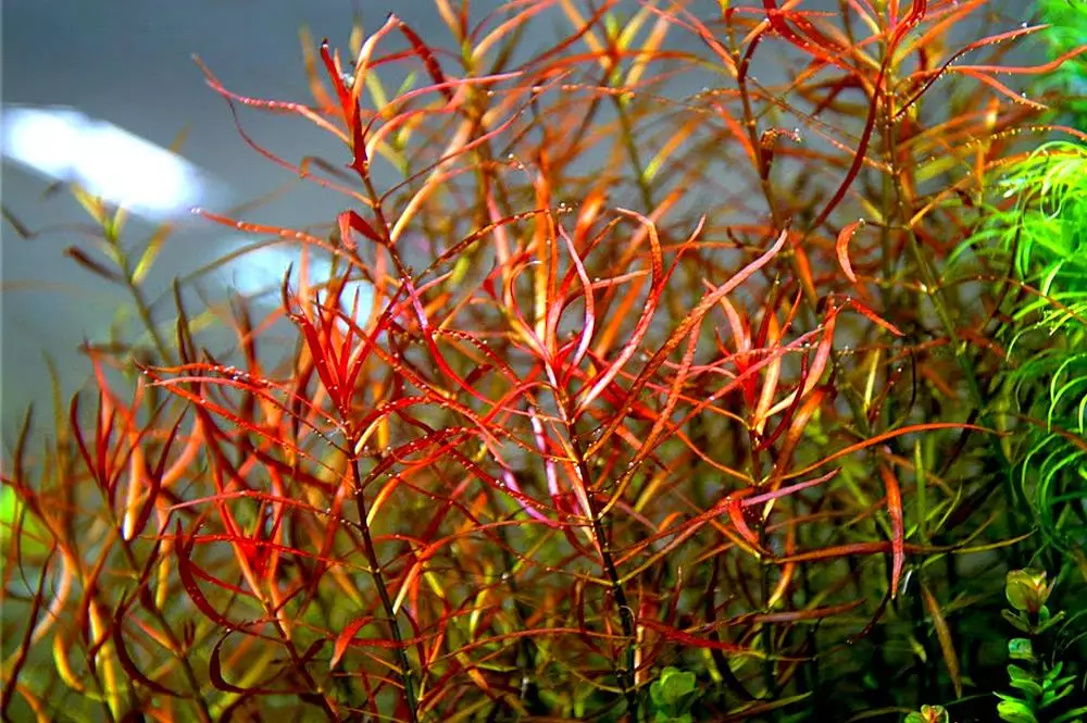 Akvarium bitki Ludwigia (22 şəkil): Akvarium və qayğı, növləri Ludwigi sürünən 