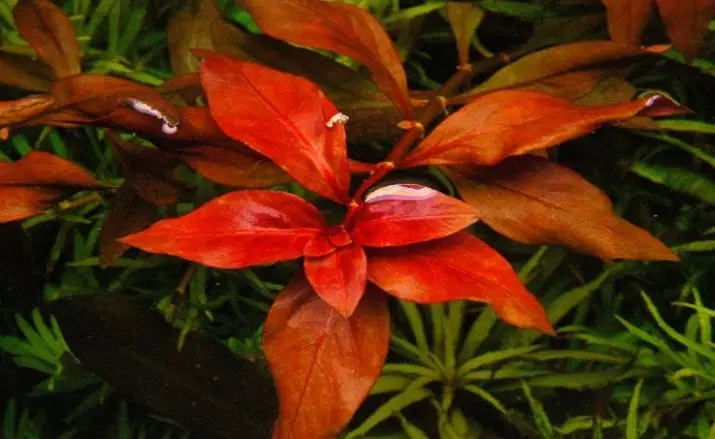 Акваријумска биљка Лудвигиа (22 фотографије): Садржај у акваријуму и нези, типови Лудвиги Цреепинг 