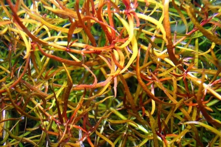 Акваріумне рослина Людвіг (22 фото): зміст в акваріумі і догляд, види Людвіг повзуча «Рубін» і болотна 22151_8