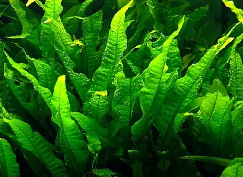 Tagasiulatuvad akvaariumi taimed (21 fotot): populaarsed akvaariumi taimed pealkirjade ja kirjeldustega, kõige sobivamad tüüpi algajatele 22153_11