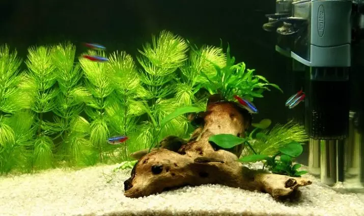Tagasiulatuvad akvaariumi taimed (21 fotot): populaarsed akvaariumi taimed pealkirjade ja kirjeldustega, kõige sobivamad tüüpi algajatele 22153_12