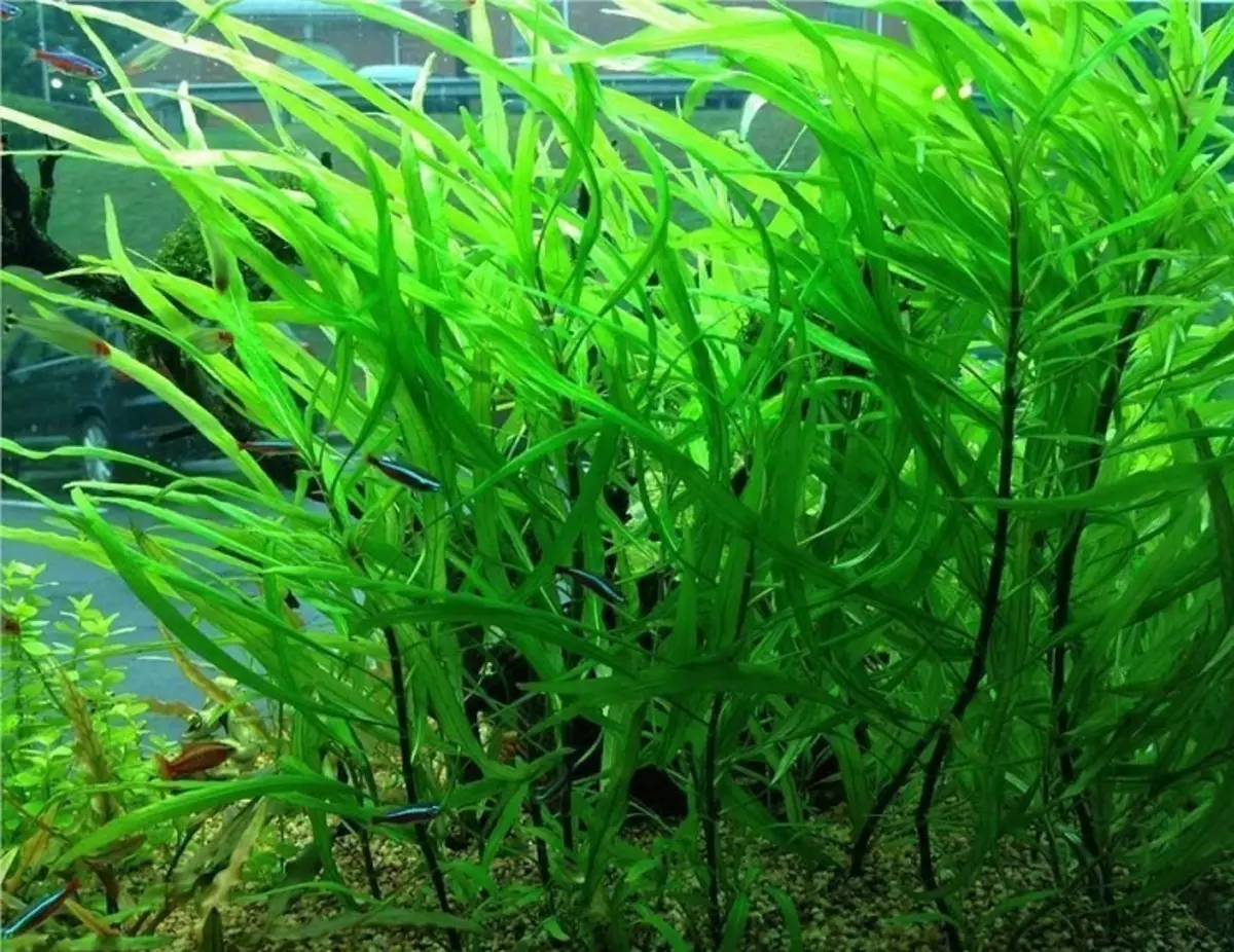 Tagasiulatuvad akvaariumi taimed (21 fotot): populaarsed akvaariumi taimed pealkirjade ja kirjeldustega, kõige sobivamad tüüpi algajatele 22153_13