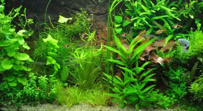 Tagasiulatuvad akvaariumi taimed (21 fotot): populaarsed akvaariumi taimed pealkirjade ja kirjeldustega, kõige sobivamad tüüpi algajatele 22153_15