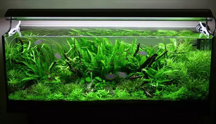 Tagasiulatuvad akvaariumi taimed (21 fotot): populaarsed akvaariumi taimed pealkirjade ja kirjeldustega, kõige sobivamad tüüpi algajatele 22153_16