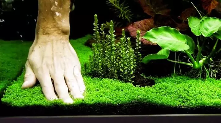 İddiasız akvarium bitkiləri (21 şəkil): Aquarium üçün populyar bitkilər, başlıqlar üçün ən uyğun növlər olan akvarium üçün populyar bitkilər 22153_17