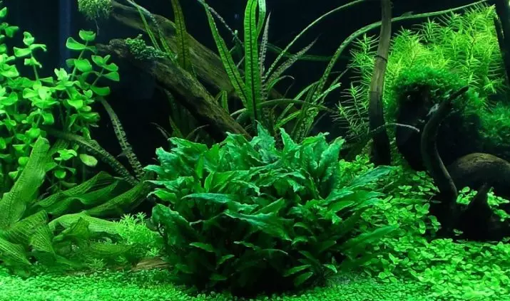 Opretentiösa akvarieplanter (21 bilder): Populära växter för akvarium med titlar och beskrivningar, de mest lämpliga typerna för nybörjare 22153_2