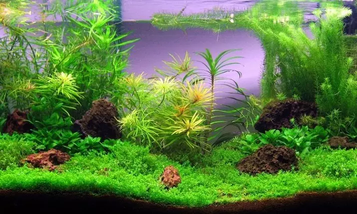 Nepretenciozan akvarij biljke (21 fotografija): Popularni bilje za akvarijum sa naslovima i opisima, najpogodnije vrste za početnike 22153_4