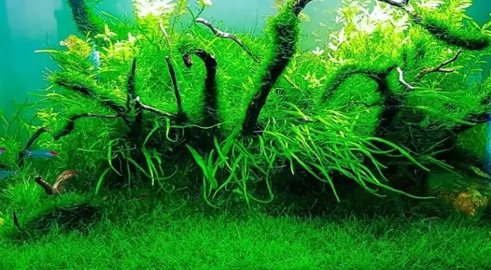 Plantas de aquário despretensiosas (21 fotos): plantas populares para aquário com títulos e descrições, os tipos mais adequados para iniciantes 22153_7
