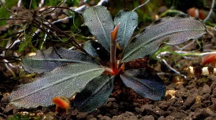 Bucofalandra (11 nuotraukų): turinys akvariumui ir priežiūrai. Akvariumo mini gamyklos veislės 22154_2