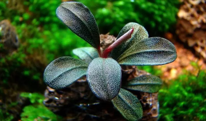 Bucofalandra (11 fotos): contido no acuario e coidado. Variedades de mini-planta de acuario 22154_7