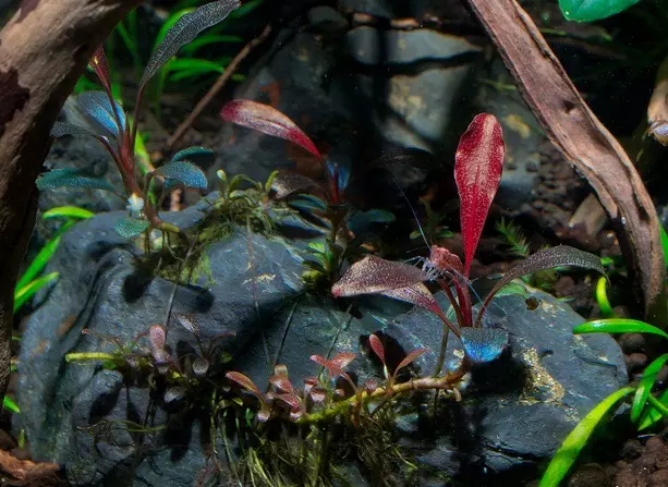 Bucofalandra (11 fotos): contido no acuario e coidado. Variedades de mini-planta de acuario 22154_8