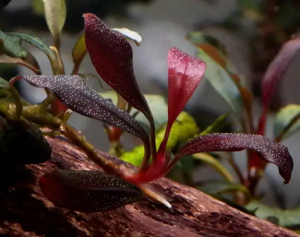 Bucofalandra (11 nuotraukų): turinys akvariumui ir priežiūrai. Akvariumo mini gamyklos veislės 22154_9