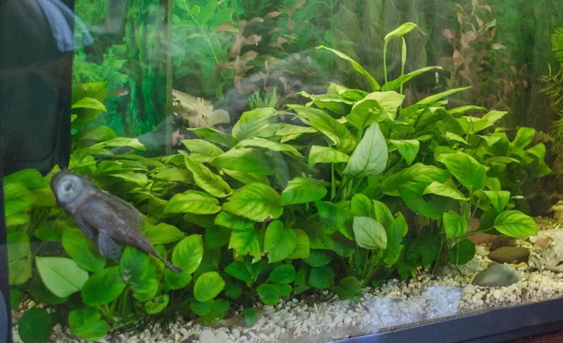 Akvaariumi taime anubias (24 fotot): sisu akvaariumis ja aretus, aubias Nana ja barter. Kuidas teha taim? Kuidas õitsemine on? 22155_10
