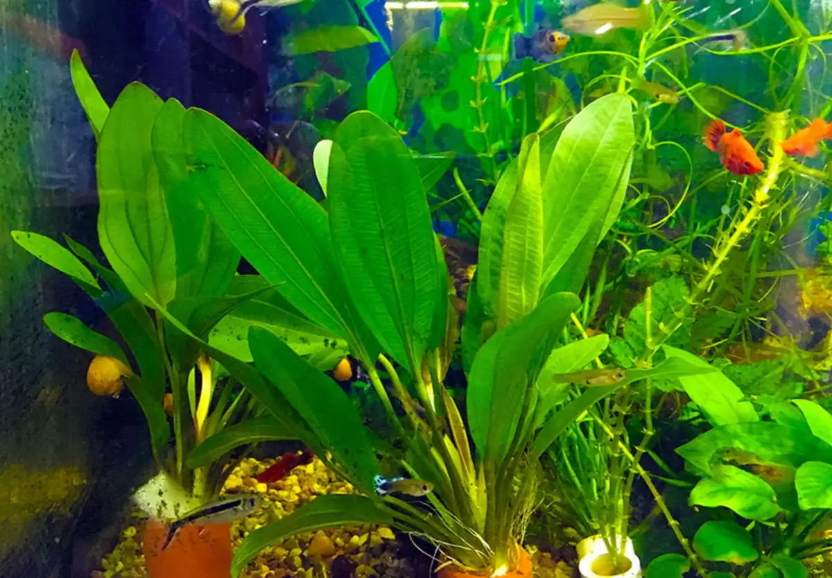 Akvaariumi taime anubias (24 fotot): sisu akvaariumis ja aretus, aubias Nana ja barter. Kuidas teha taim? Kuidas õitsemine on? 22155_11