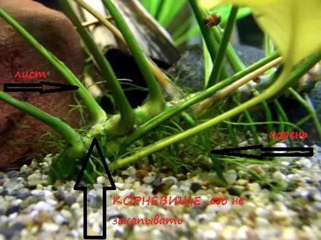 Akvaariumi taime anubias (24 fotot): sisu akvaariumis ja aretus, aubias Nana ja barter. Kuidas teha taim? Kuidas õitsemine on? 22155_16