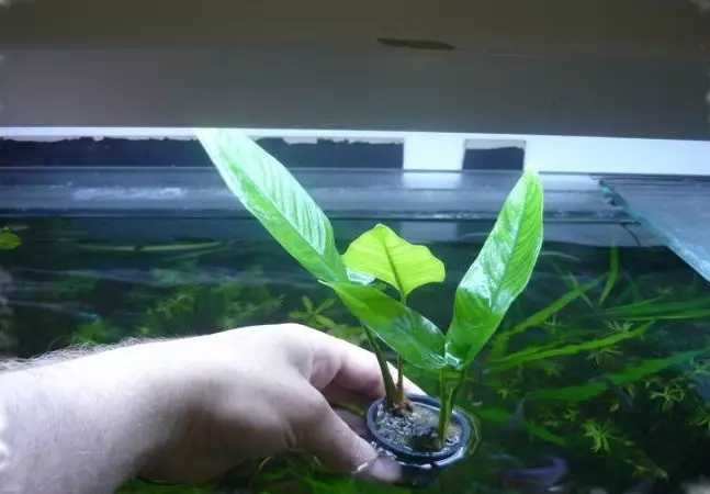 Akvaariumi taime anubias (24 fotot): sisu akvaariumis ja aretus, aubias Nana ja barter. Kuidas teha taim? Kuidas õitsemine on? 22155_20