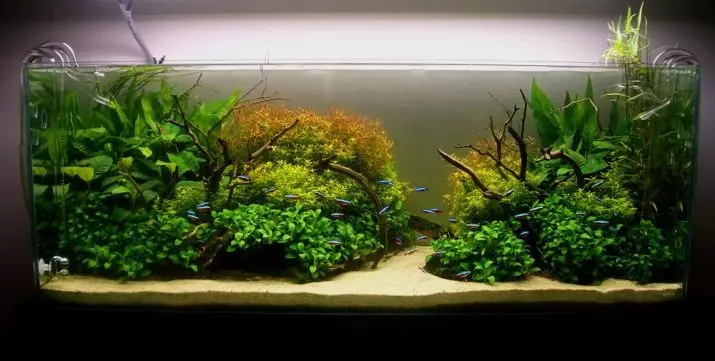 Akvaariumi taime anubias (24 fotot): sisu akvaariumis ja aretus, aubias Nana ja barter. Kuidas teha taim? Kuidas õitsemine on? 22155_23