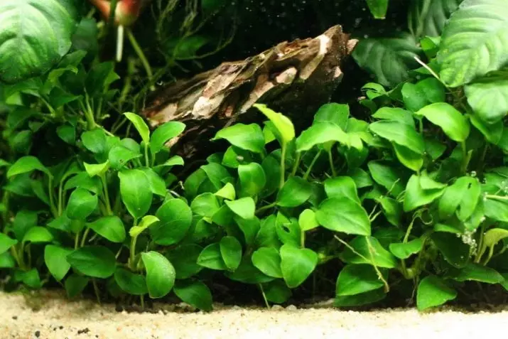 Akvaariumi taime anubias (24 fotot): sisu akvaariumis ja aretus, aubias Nana ja barter. Kuidas teha taim? Kuidas õitsemine on? 22155_6