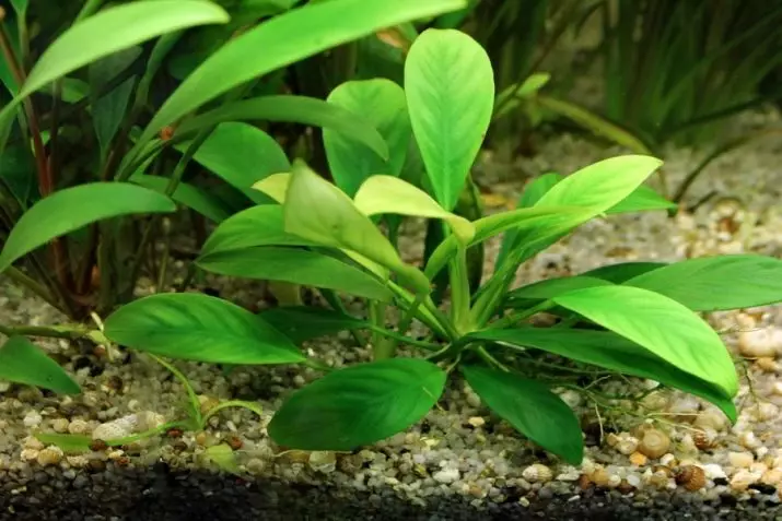 Akvaariumi taime anubias (24 fotot): sisu akvaariumis ja aretus, aubias Nana ja barter. Kuidas teha taim? Kuidas õitsemine on? 22155_7