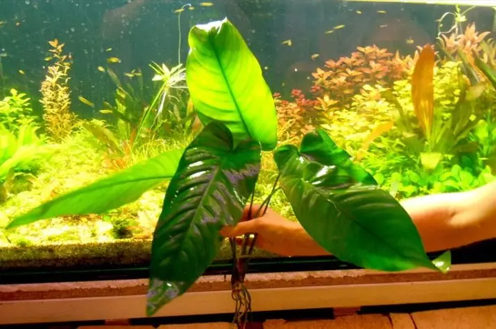 Akvaariumi taime anubias (24 fotot): sisu akvaariumis ja aretus, aubias Nana ja barter. Kuidas teha taim? Kuidas õitsemine on? 22155_8