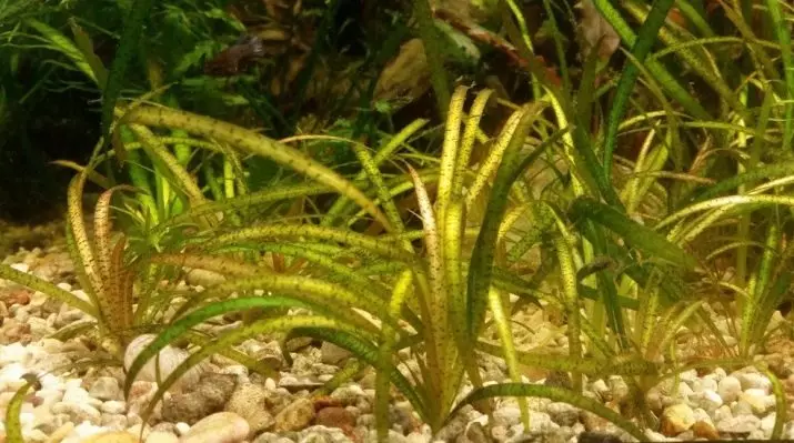 Wallisneria Aquarium მცენარეთა (19 ფოტო): შინაარსი და ზრუნვა. როგორ დააყენა და ლამაზად დააყენა აკვარიუმი? რატომ არის Wallisnarius სპირალი ცუდად იზრდება? 22157_10