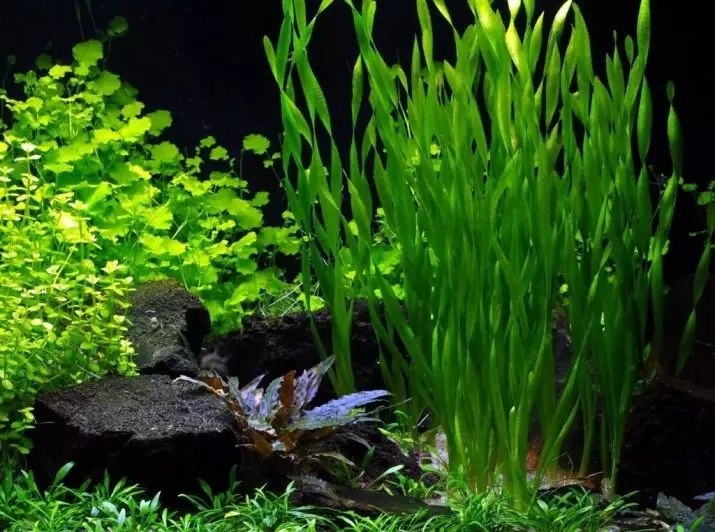 Акваріумне рослина валліснерія (19 фото): утримання та догляд. Як правильно і красиво посадити в акваріумі? Чому валліснерія спіральна погано росте? 22157_12