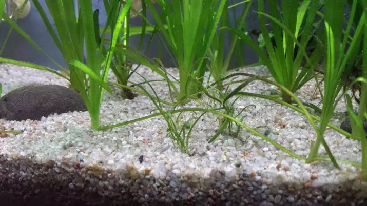 Wallisneria akvaariumi taim (19 fotot): sisu ja hooldus. Kuidas panna ja kaunilt panna akvaariumi? Miks Wallisnarius Spiral halvasti kasvab? 22157_14