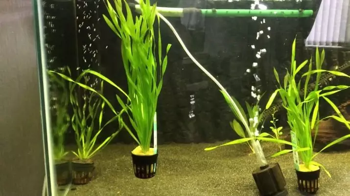 Wallisneria akvaariumi taim (19 fotot): sisu ja hooldus. Kuidas panna ja kaunilt panna akvaariumi? Miks Wallisnarius Spiral halvasti kasvab? 22157_17