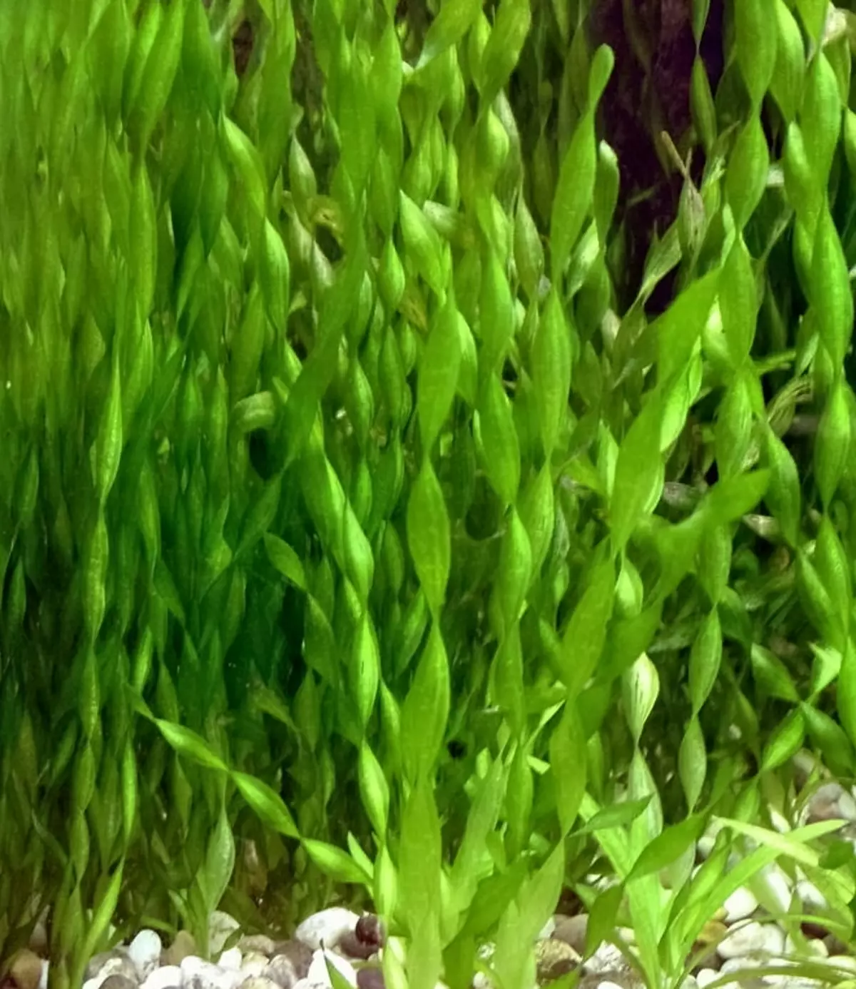 Akvarijska rastlina Wallisneria (19 fotografij): Vsebina in skrb. Kako postaviti in lepo dati v akvarij? Zakaj je spiralna spirala Wallisnarius? 22157_7