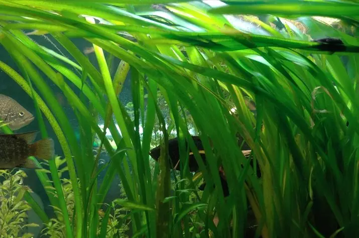 Aquariumplant fan Walliszeria (19 foto's): Ynhâld en soarch. Hoe kinne jo en prachtich yn Aquarium sette? Wêrom is de Wallisnarius spiraal min groeid? 22157_9