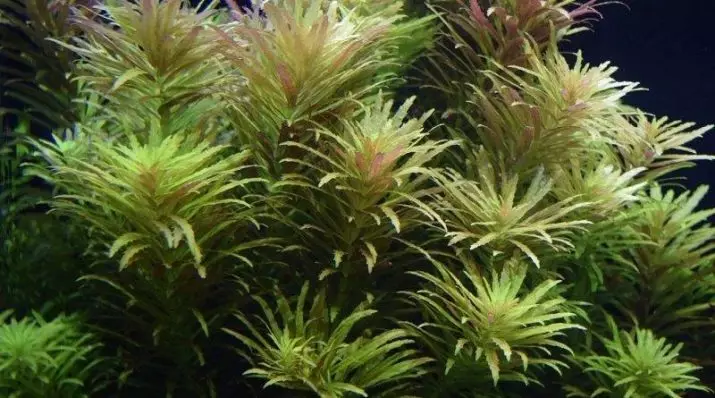 Ambulia (13 foto): Uji mbretëror dhe sedental Luminophil. Rregullat për përmbajtjen e bimëve të akuariumit 22158_12