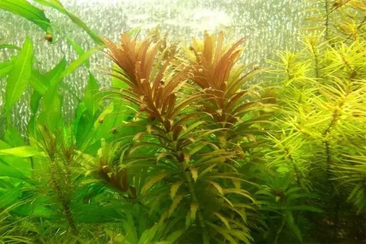 Ambulia (13 photos): eau luminophil royale et sedental. Règles pour le contenu de l'aquarium plante 22158_13