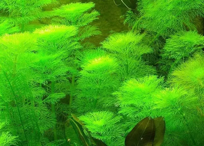 Ambulia (13 foto): acqua luminosofilo reale e sedentale. Regole per il contenuto della pianta dell'acquario 22158_2