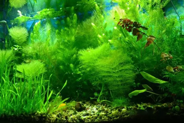 Ambulia (13 fotoj): Royal kaj Sedental Luminofil-Akvo. Reguloj por la enhavo de akvaria planto 22158_3