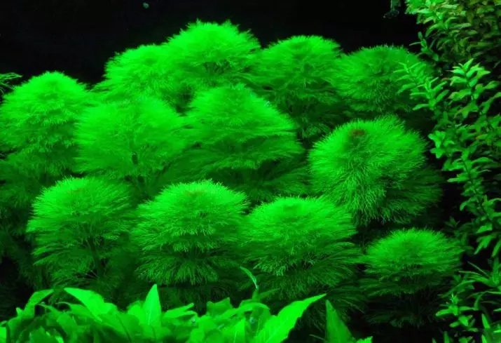 Ambulia (13 fotos): real e sedental auga luminophil. Regras para o contido de plantas de acuario 22158_4