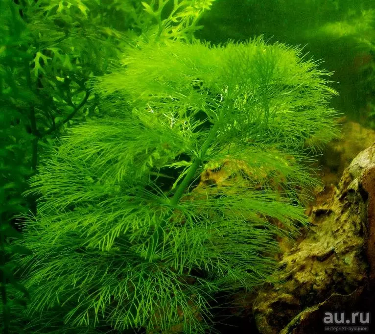 Ambula (13 fotografií): Royal a Sedantálna Luminophil Water. Pravidlá pre obsah rastliny akvárií 22158_6