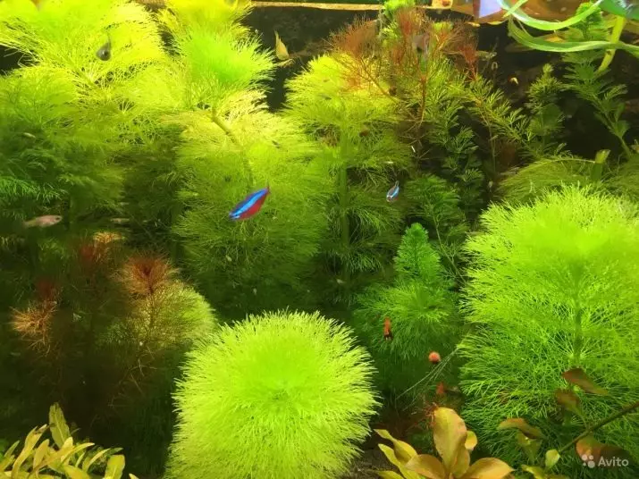 AMBUBUBUBUBULRIA (13 fénykép): Royal and Sedental Luminofil víz. Az akvárium növényének tartalmára vonatkozó szabályok 22158_8