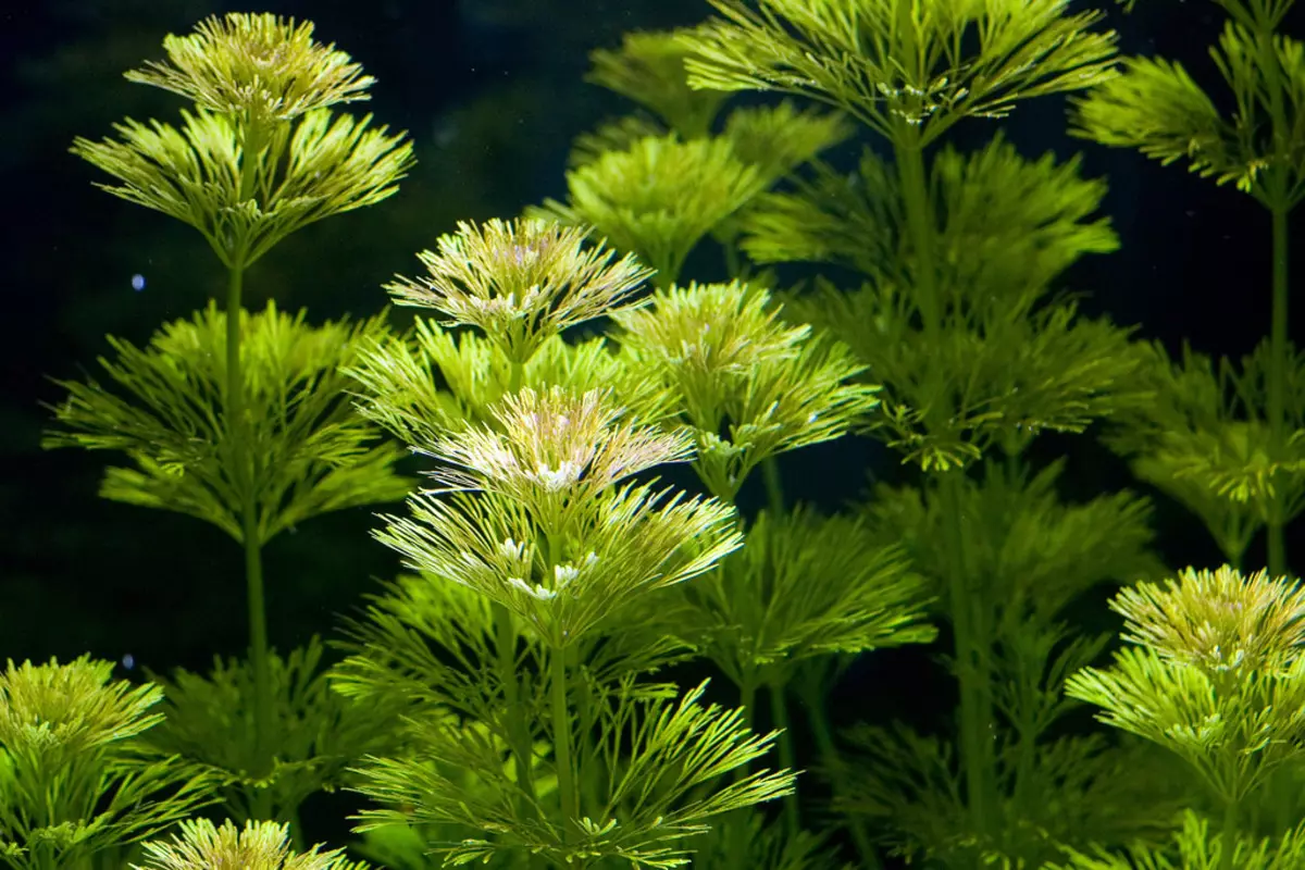Ambulia (13 foto): Uji mbretëror dhe sedental Luminophil. Rregullat për përmbajtjen e bimëve të akuariumit 22158_9