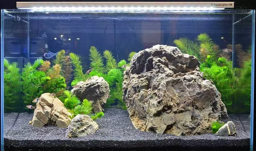 Aquarium Plant Rogolnik (20 gambar): Kandungan di akuarium. Bagaimana untuk menanamnya dan selamat di bahagian bawah? Tumbuhan pembiakan. Kenapa Rogolnik menjadi kuning dan tidak berkembang? 22161_10